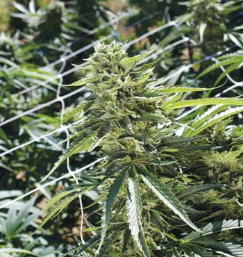An image of Sour Lemon OG