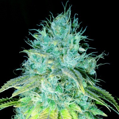 An image of Sour Puss