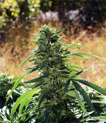 An image of Super Sour OG