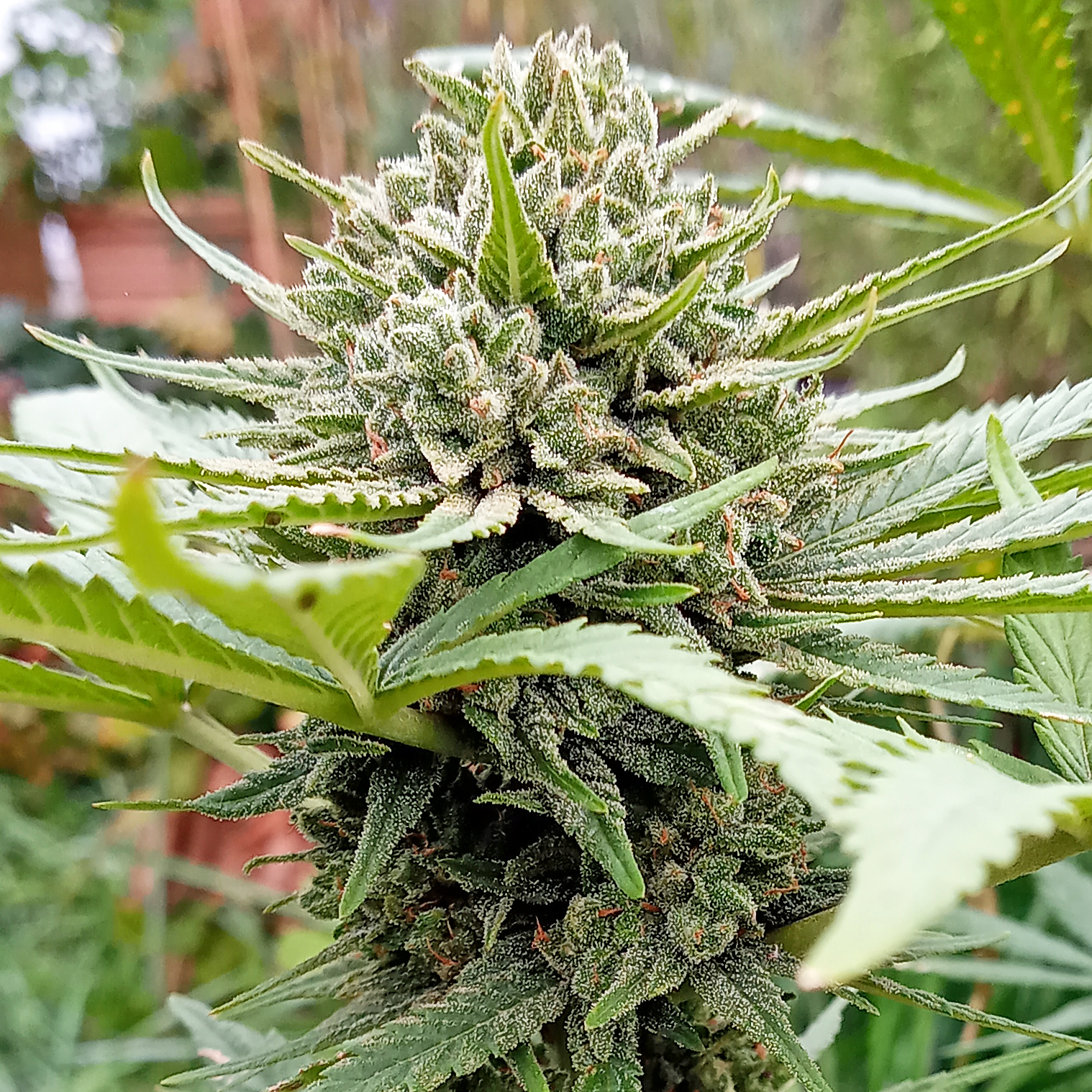 An image of Bubblegum 2