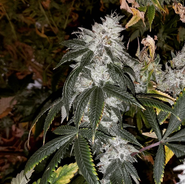 An image of Blunami