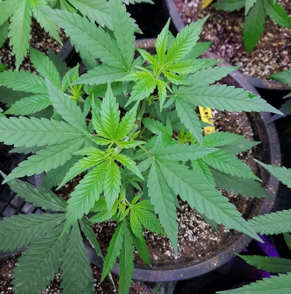 An image of Kiwano Kush