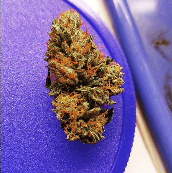 An image of Tetryonic OG