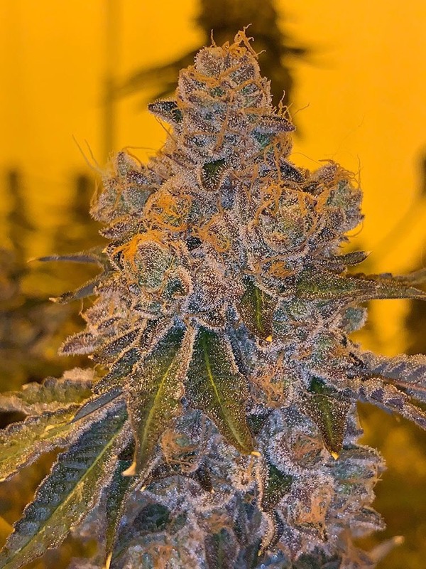 An image of Cali Mints