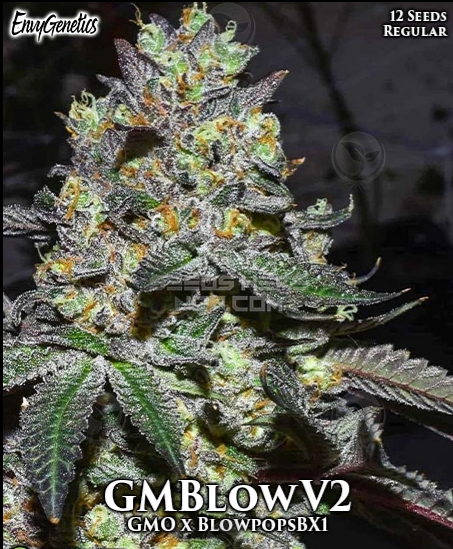 An image of GMBlow V2
