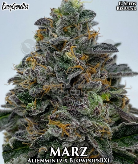An image of MARZ