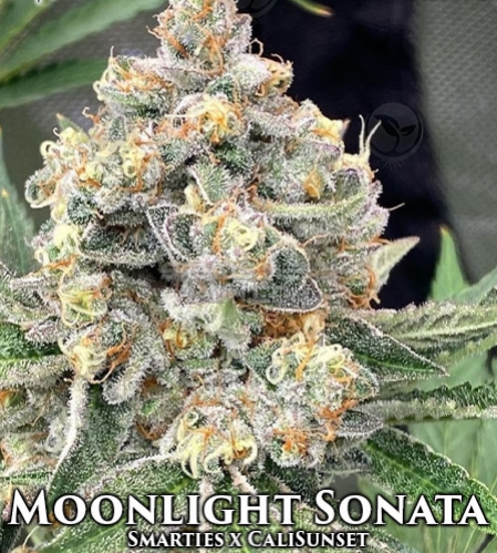 An image of Moonlight Sonata