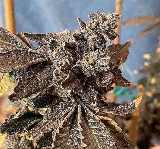 An image of OakLickz