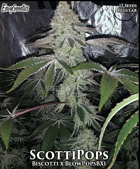 An image of ScottiPops