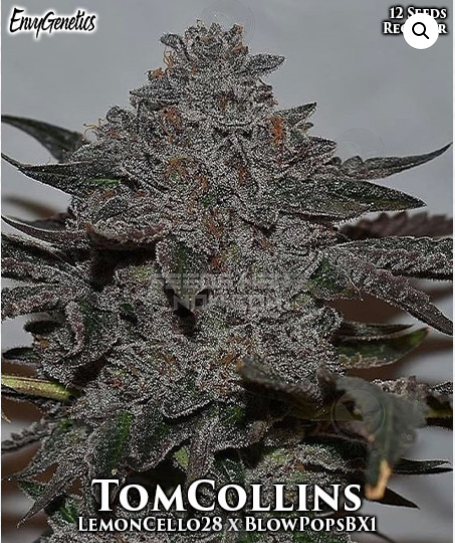 An image of TomCollins
