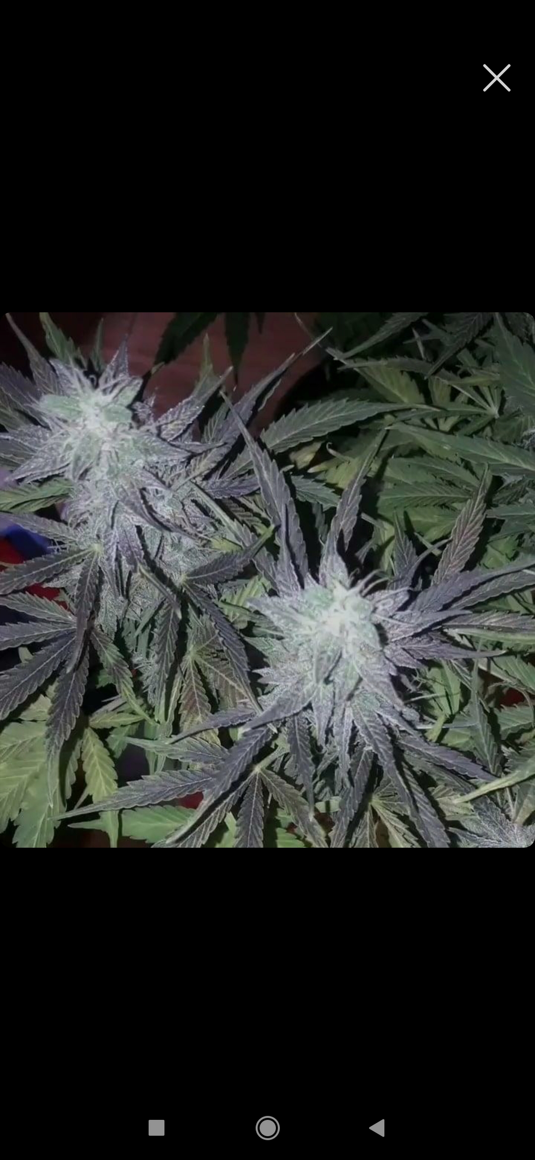An image of Black Critical