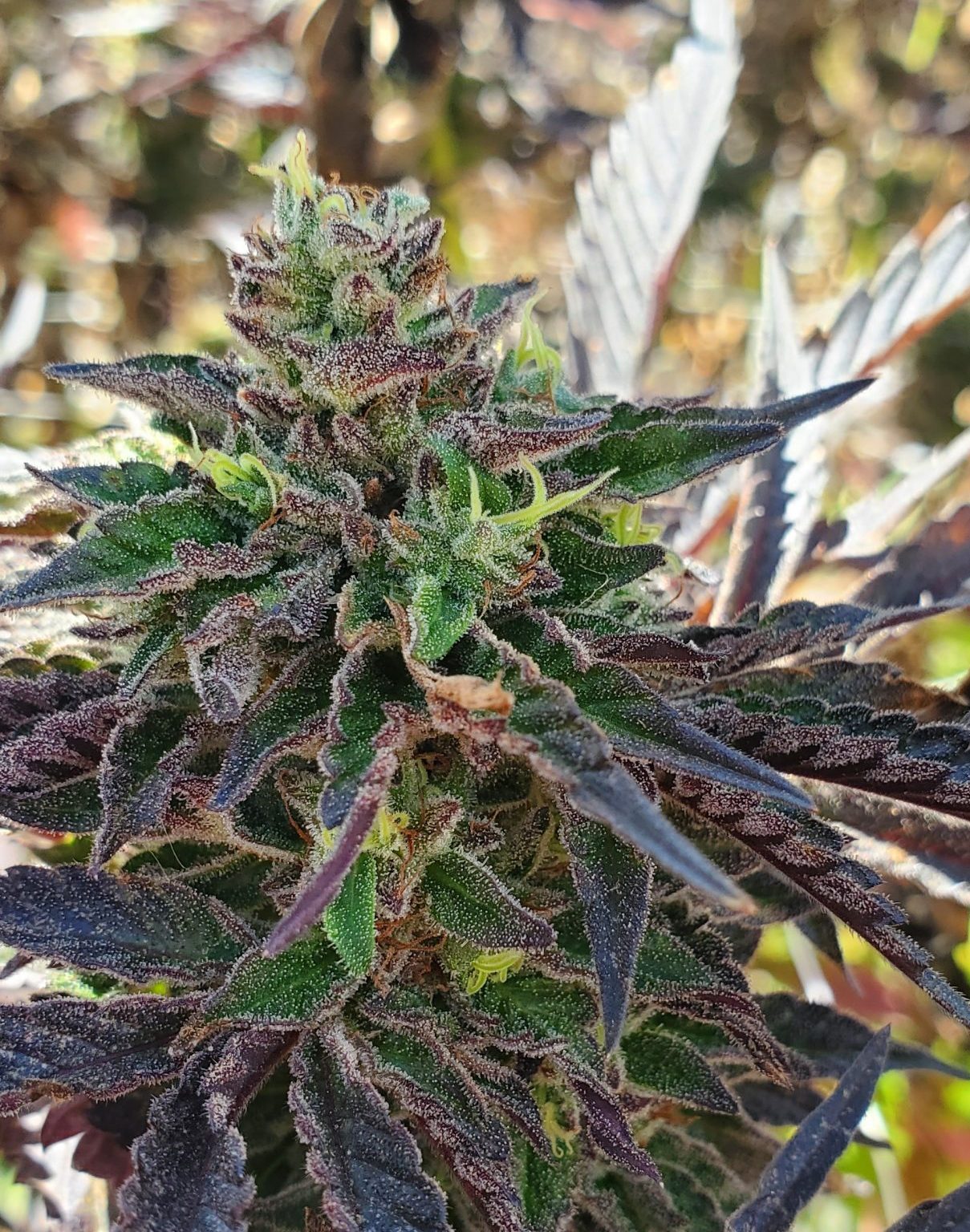 An image of Dark Cherry