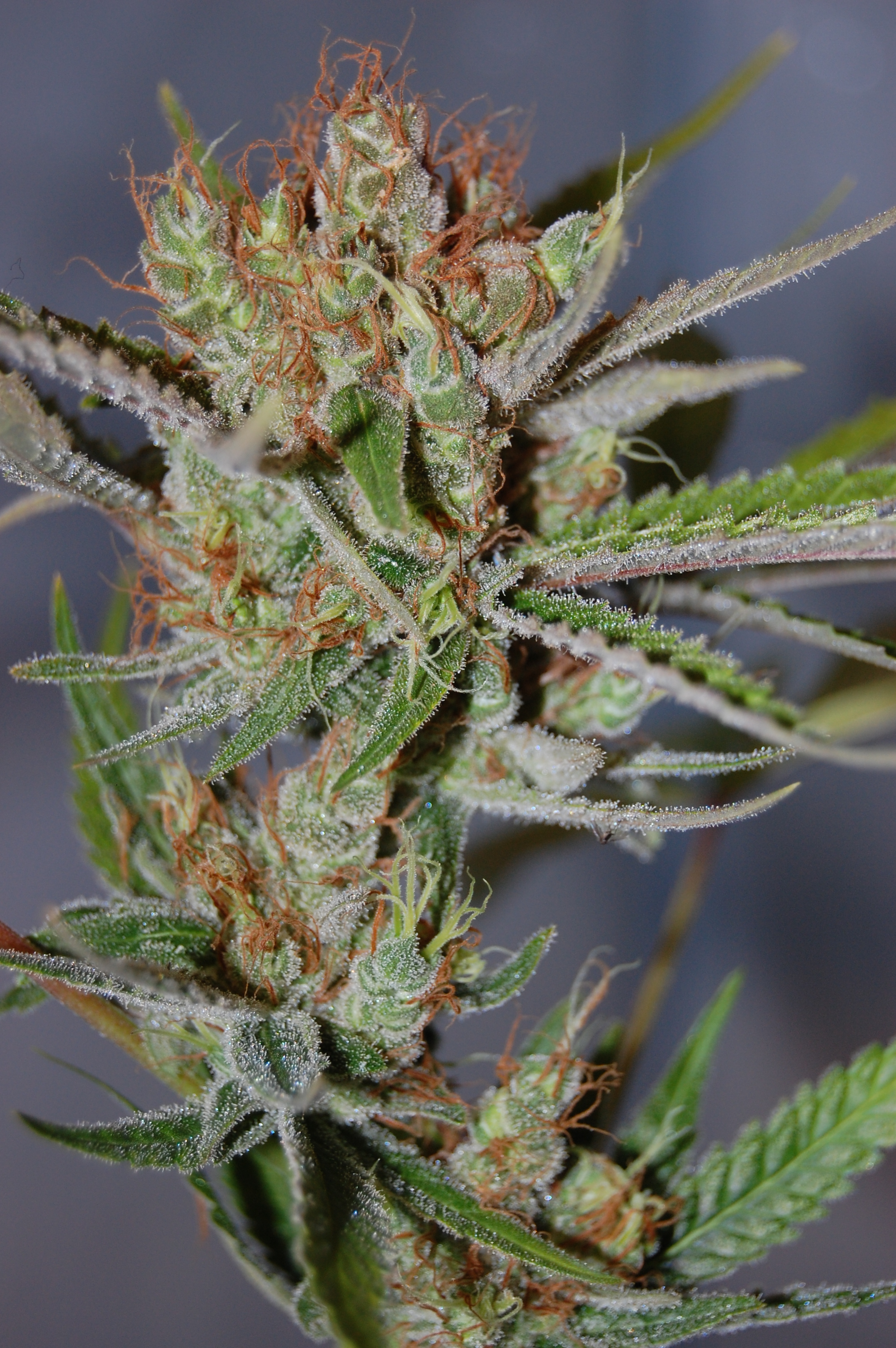 An image of Blue Rocket