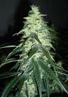 An image of Lady Cane