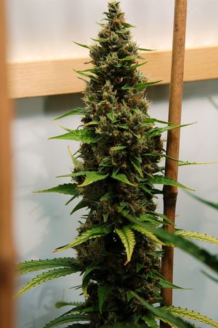 An image of Somango Haze