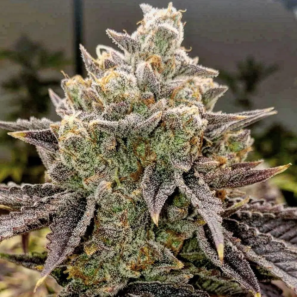 An image of Bubble Gummy Auto