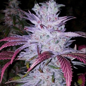 An image of Early Lemon Berry