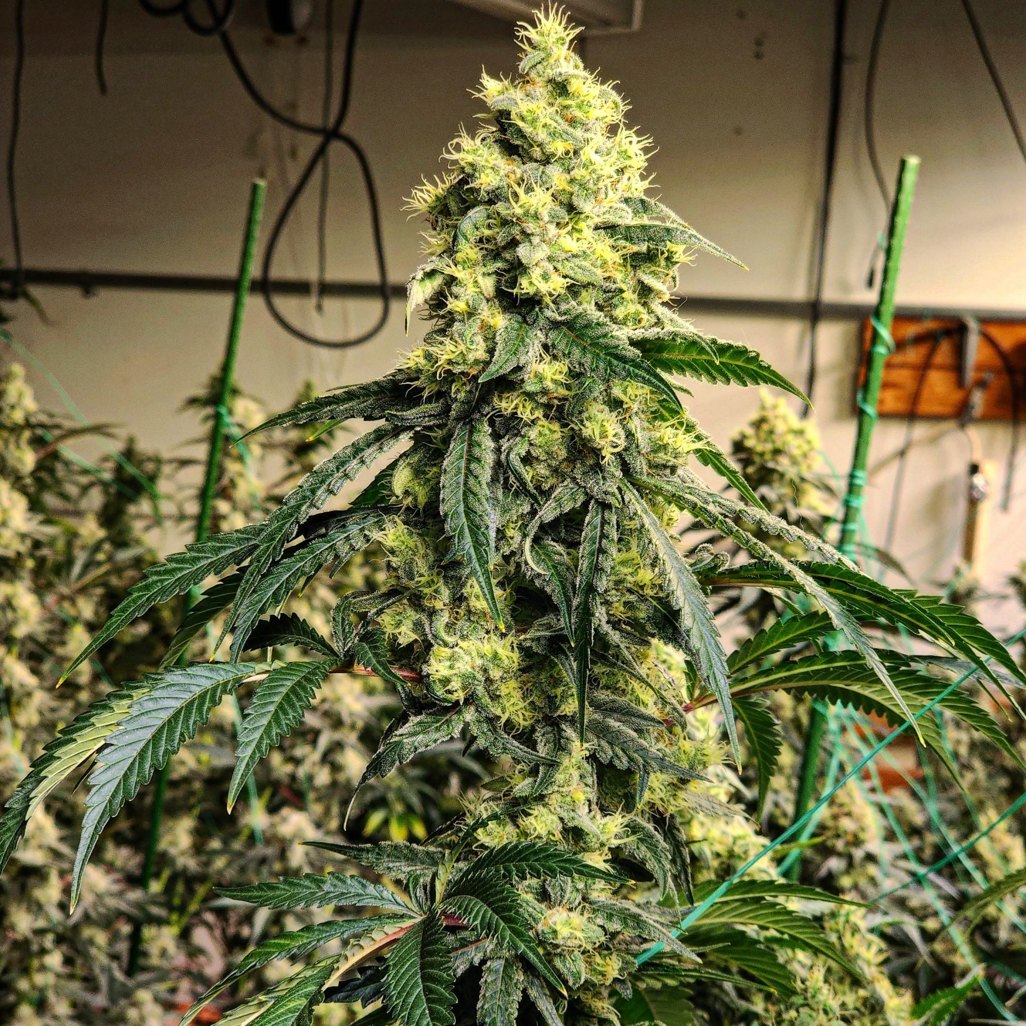 An image of Sour G