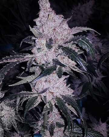 An image of Headband Cookies