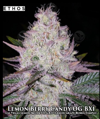 An image of Lemon Berry Candy OG