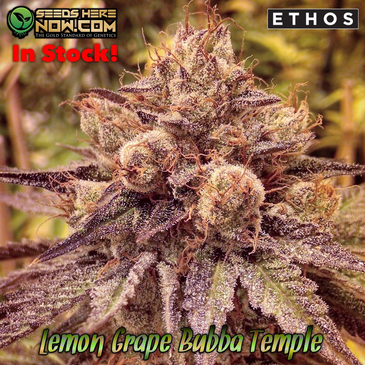 An image of Lemon Grape Bubba Temple