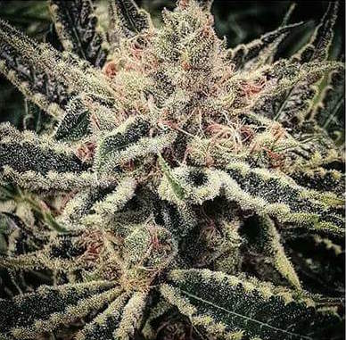 An image of Lemon OG Haze