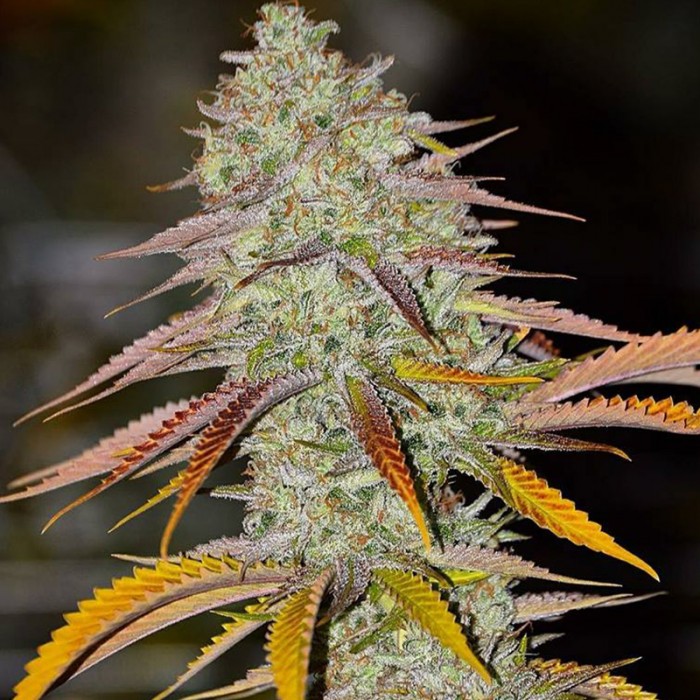 An image of Lemon OG Haze Bx2
