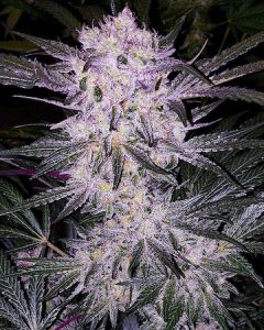 An image of Lilac Cookies