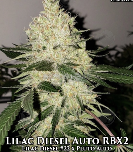 An image of Lilac Diesel Auto
