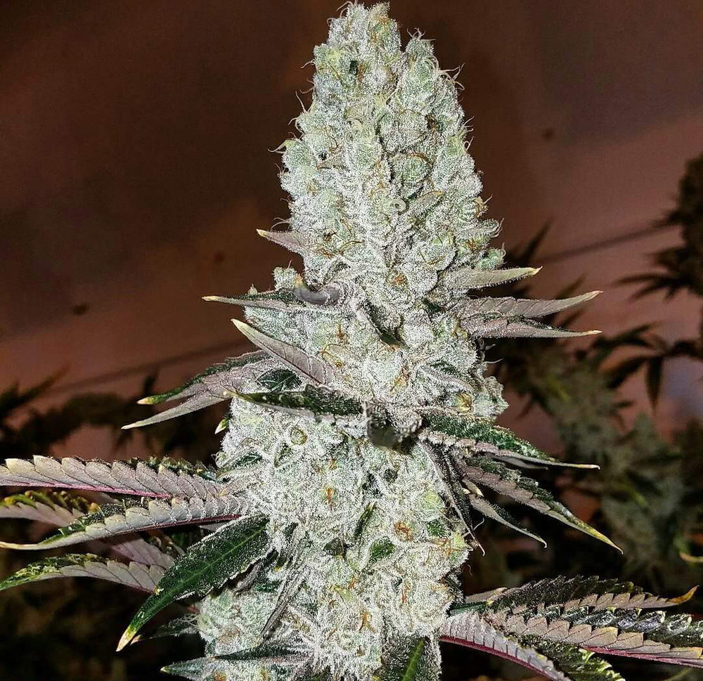 An image of Mandarin Cookies