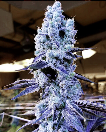 An image of Mandarin Cookies R1 V2
