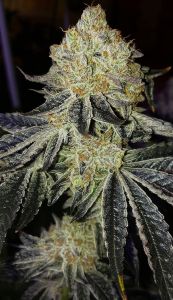 An image of Mandarin Zkittlez