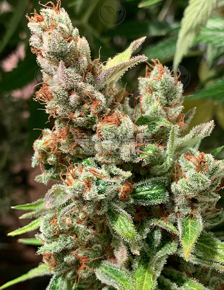 An image of MoRockin Kush