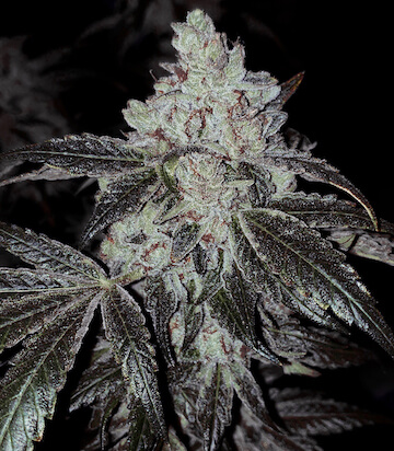 An image of OG Kush Autoflower
