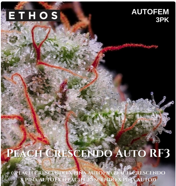 An image of Peach Crescendo Auto