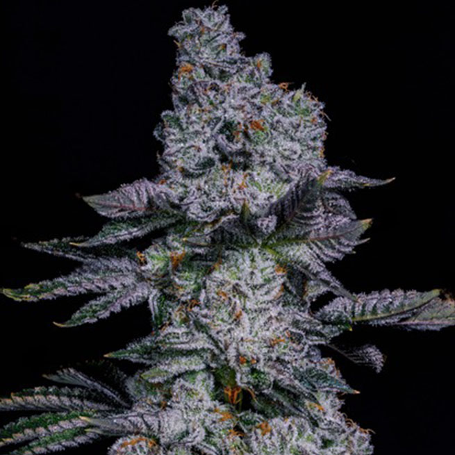 An image of Pineapple Runtz Auto