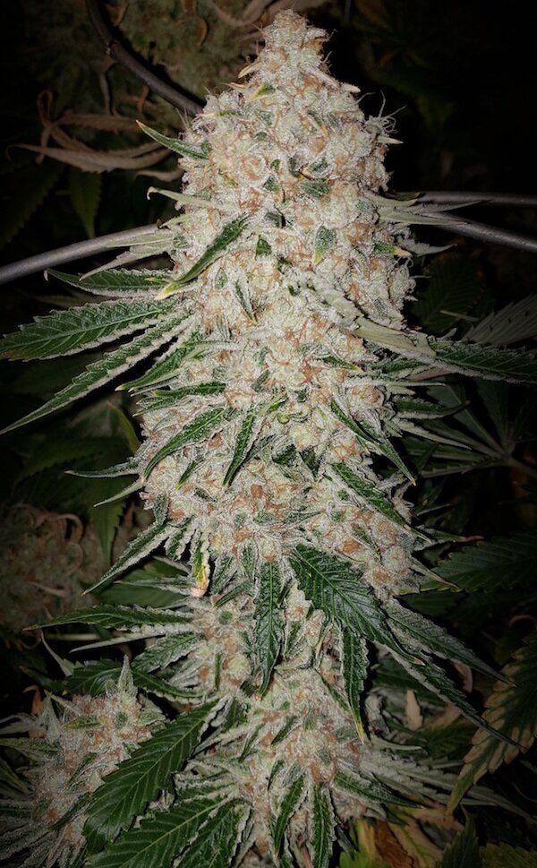 An image of Pluto Cut Autoflower