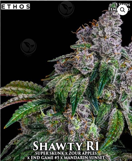An image of Shawty