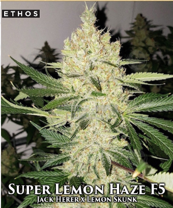 Super Lemon Haze (Ethos Genetics) :: Cannabis Strain Info