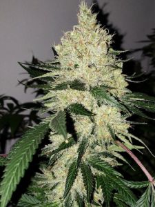 An image of Zour Apples