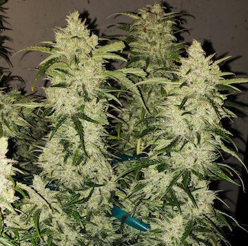 An image of Zweet Auto