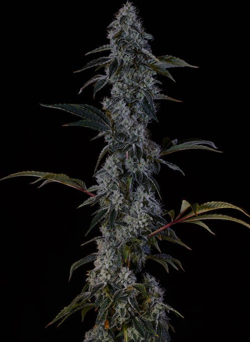 Zweet OG (von Ethos Genetics) :: Cannabis Sorten Infos :: SeedFinder.eu