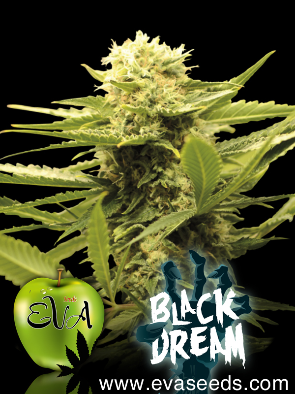 An image of Black Dream