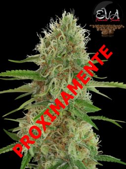 An image of Jamaican Dream