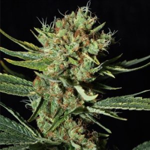 An image of Only CBD