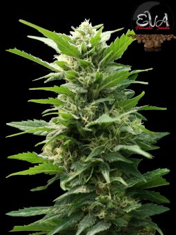 An image of TNT Kush