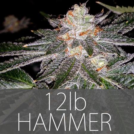 An image of 12lb Hammer