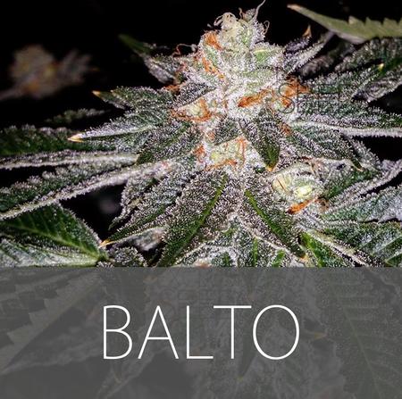 An image of Balto