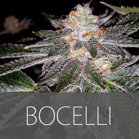 An image of Bocelli