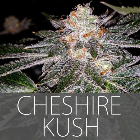 An image of Cheshire Kush